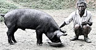 National Livestock Mission: Genetic Improvement of Pig Breeds - Import of Exotic Pig Germplasm